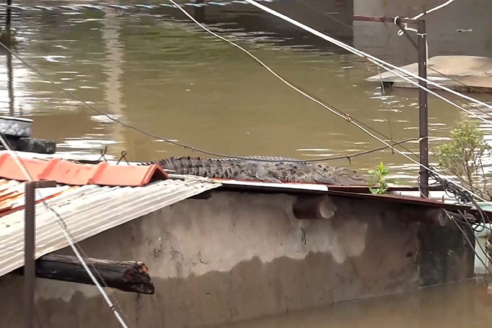 | Photo: PTI : Gujarat Rains: A crocodile on the roof of a partially submerged house in Vadodara